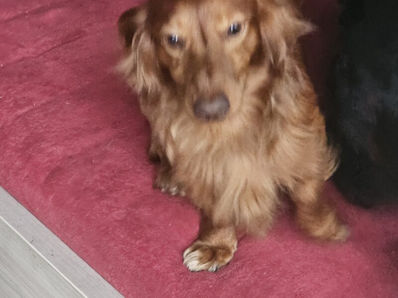 Zaginął Piesek Badi