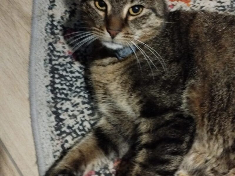 ZAGINĄŁ KOTEK DROPSIU