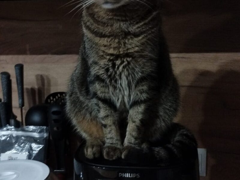 ZAGINĄŁ KOTEK DROPSIU