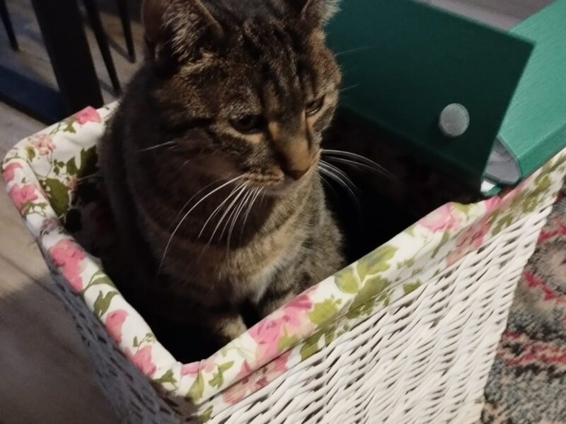 ZAGINĄŁ KOTEK DROPSIU