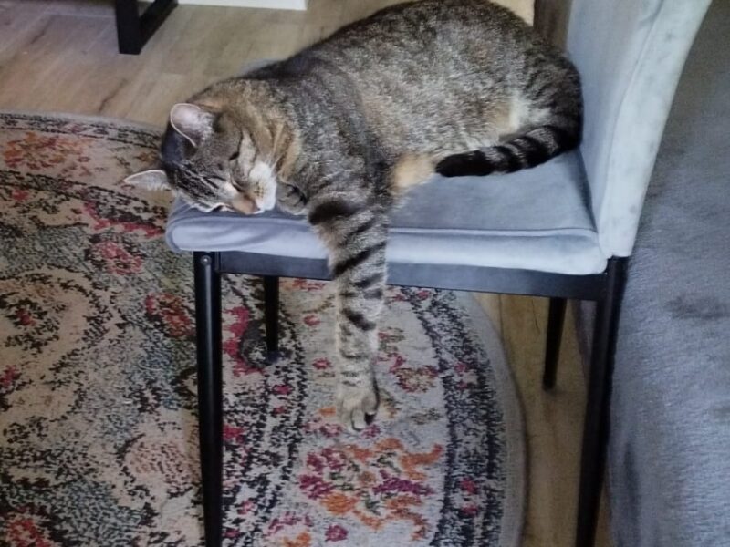 ZAGINĄŁ KOTEK DROPSIU