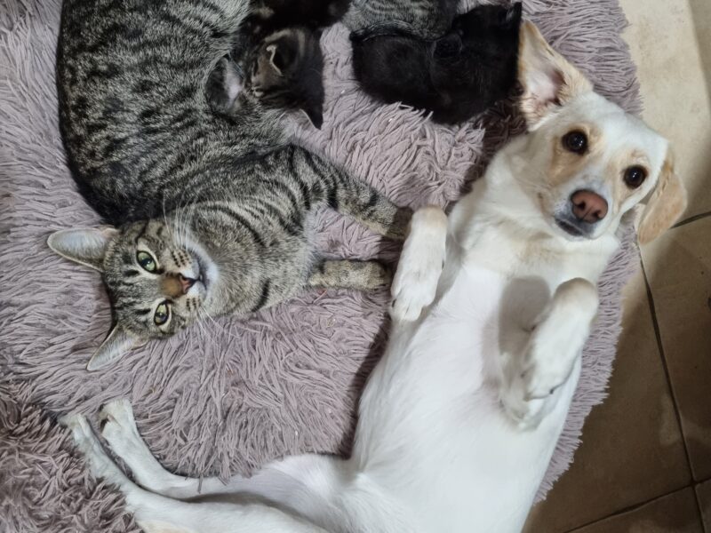 Zaginęła Kotka Leosia