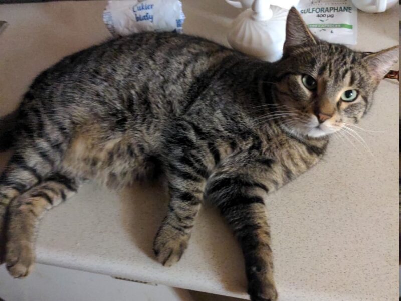 Zaginął kocurek Kituś