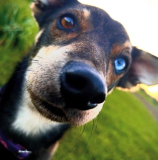 Zaginął piesek Drago