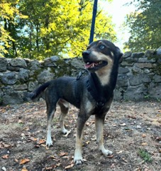 Zaginął piesek Drago