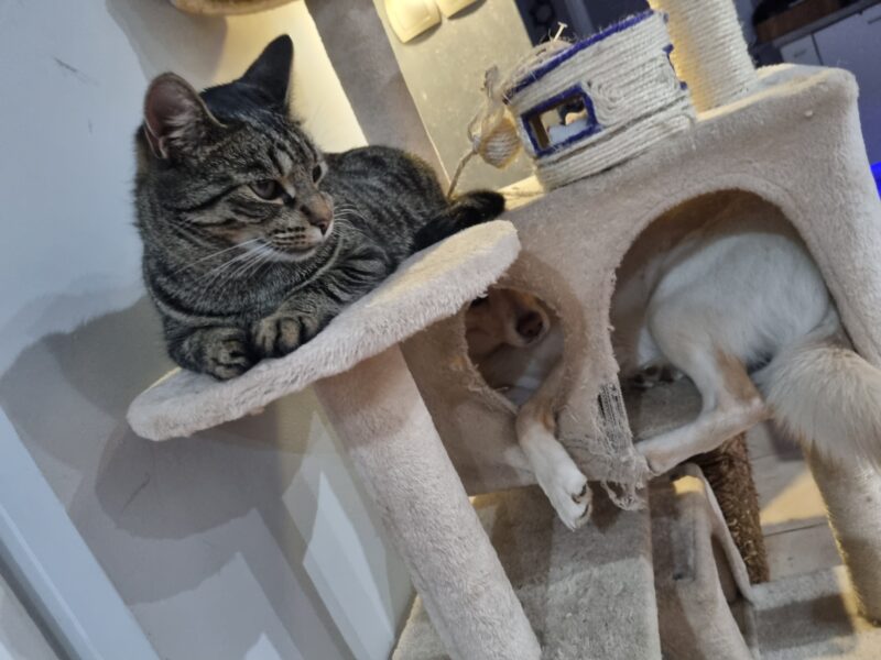 Zaginęła Kotka Leosia