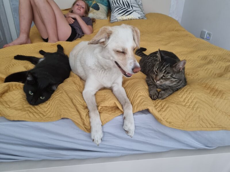 Zaginęła Kotka Leosia