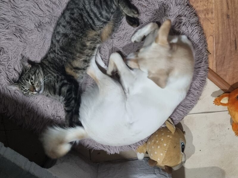 Zaginęła Kotka Leosia