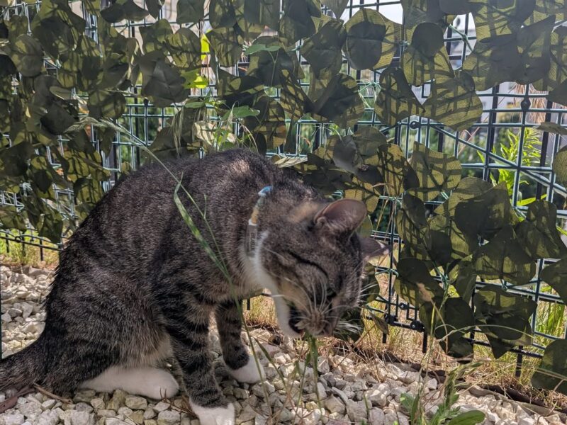 Zaginął kotek w Gdańsku na ulicy Dąbrówki