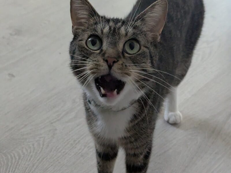 Zaginął kotek w Gdańsku na ulicy Dąbrówki