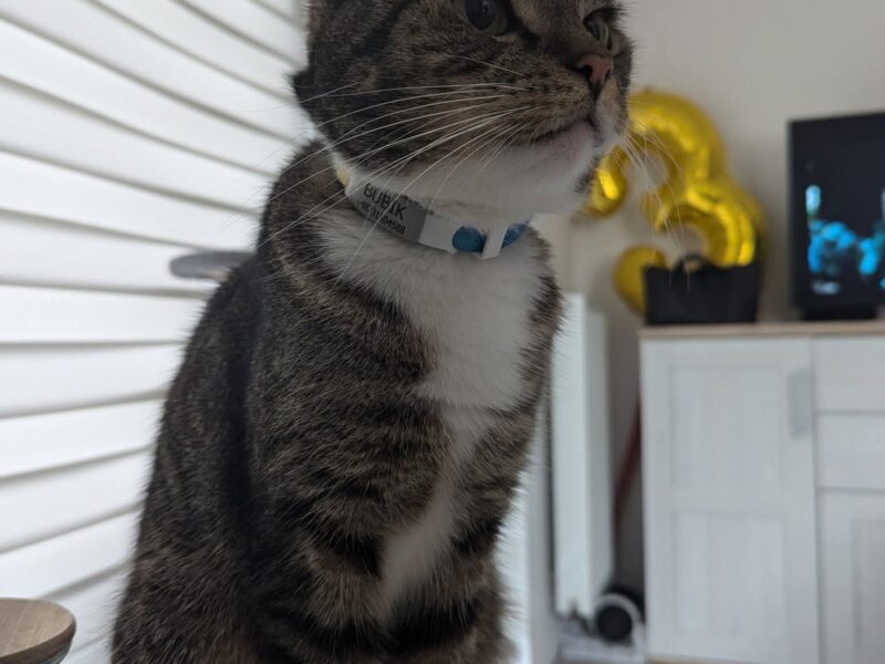 Zaginął kotek w Gdańsku na ulicy Dąbrówki