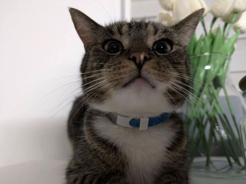 Zaginął kotek w Gdańsku na ulicy Dąbrówki