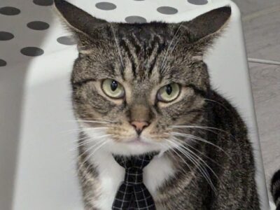 Zaginął kotek w Gdańsku na ulicy Dąbrówki