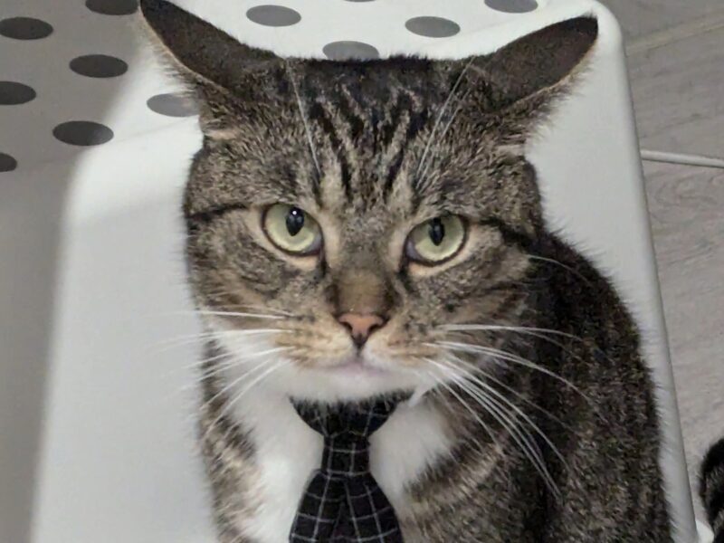 Zaginął kotek w Gdańsku na ulicy Dąbrówki