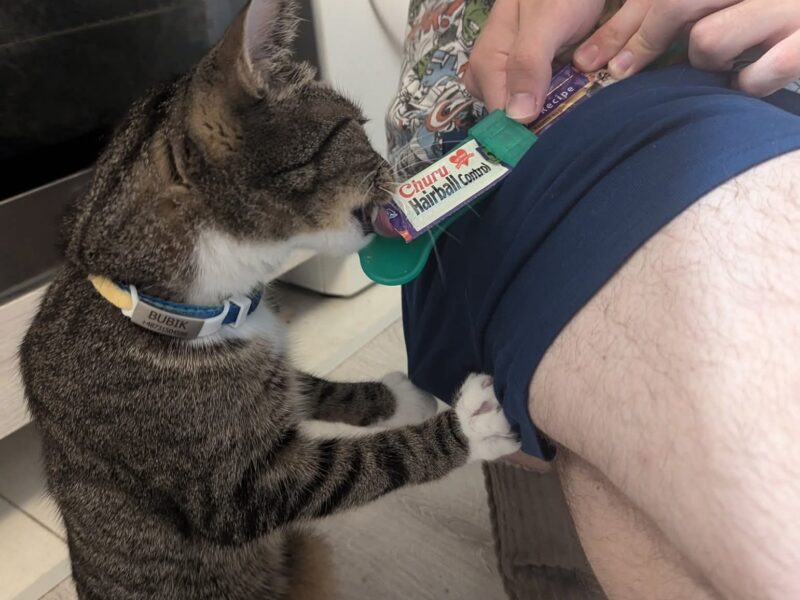 Zaginął kotek w Gdańsku na ulicy Dąbrówki