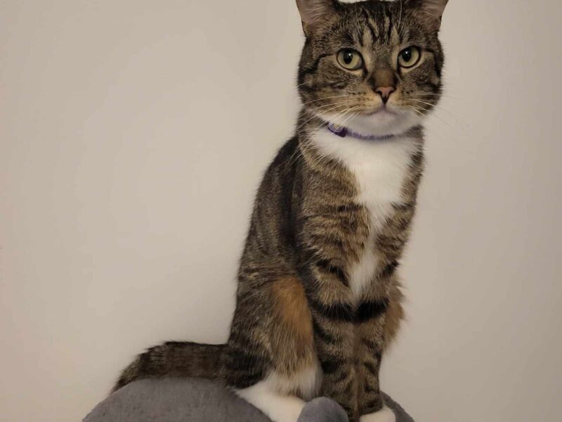 Zaginął kotek w Gdańsku na ulicy Dąbrówki