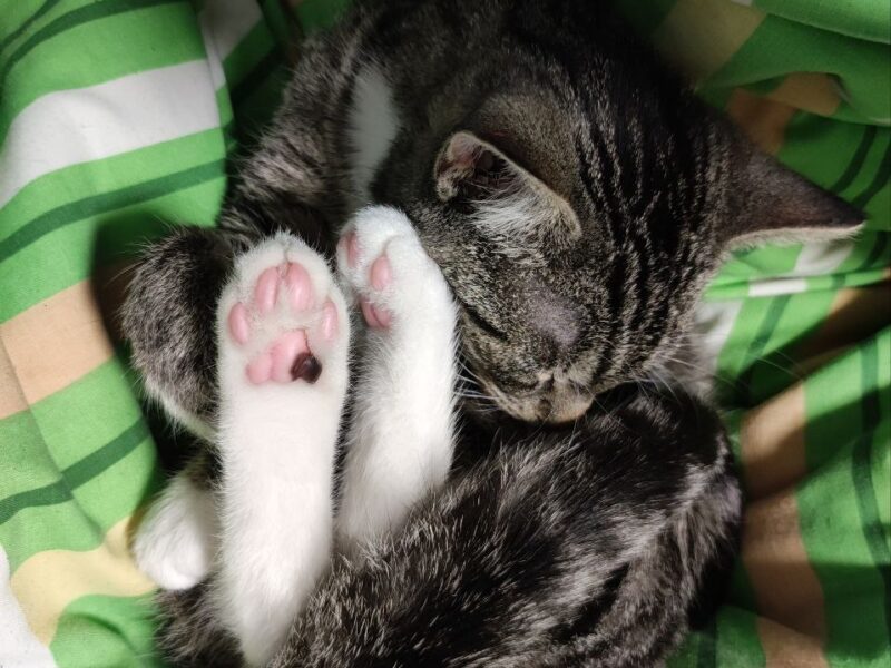 Zaginął kotek w Gdańsku na ulicy Dąbrówki