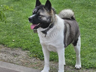 Zaginęła suczka Akita Ameykańska