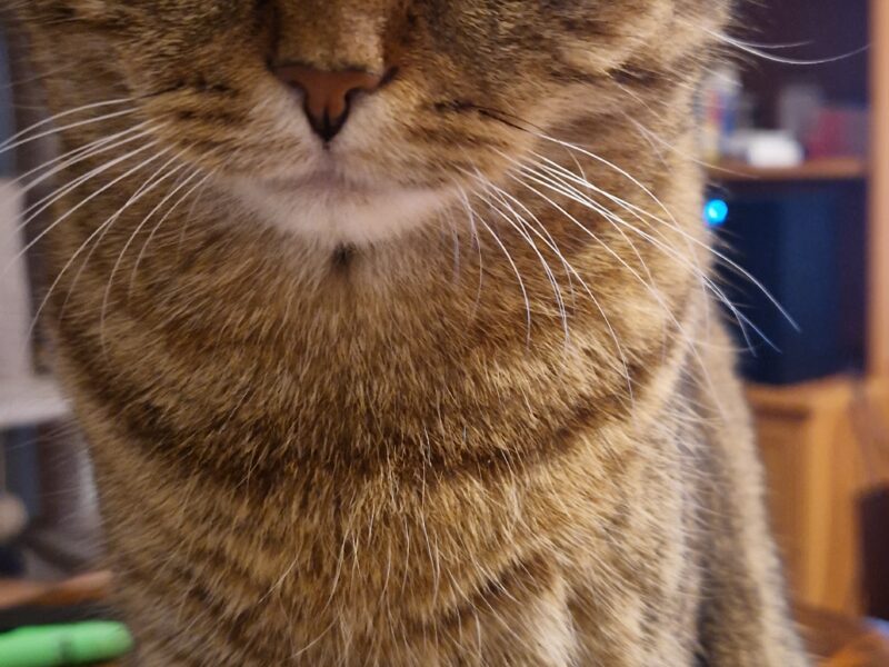 Zaginęła kotka Ari