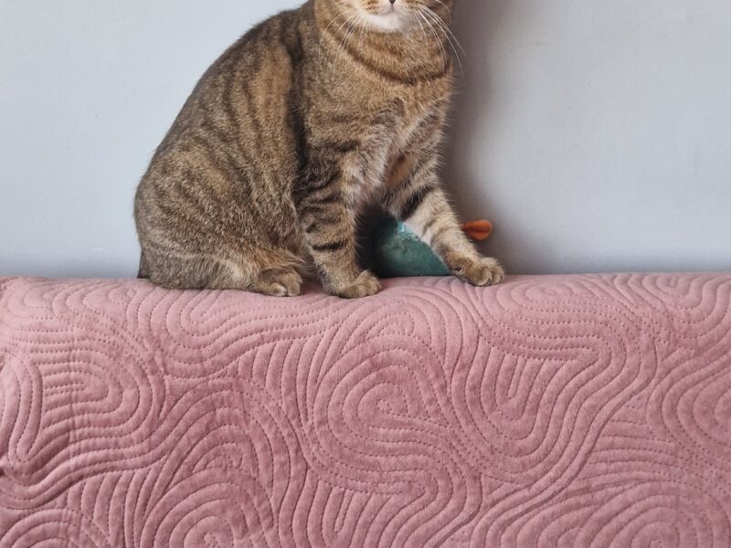 Zaginęła kotka Ari