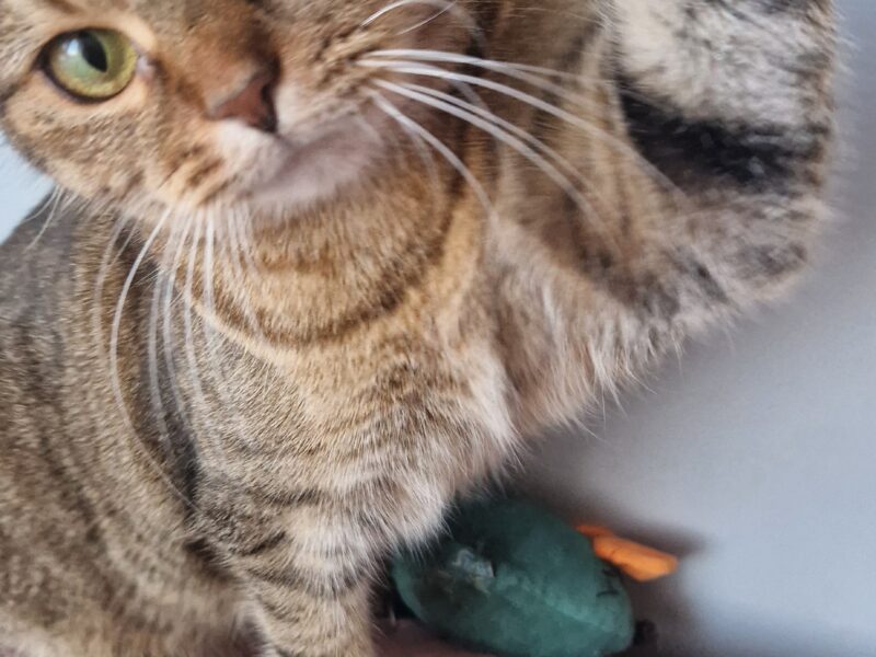 Zaginęła kotka Ari