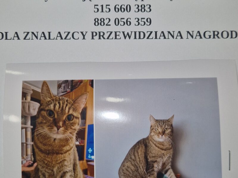 Zaginęła kotka Ari