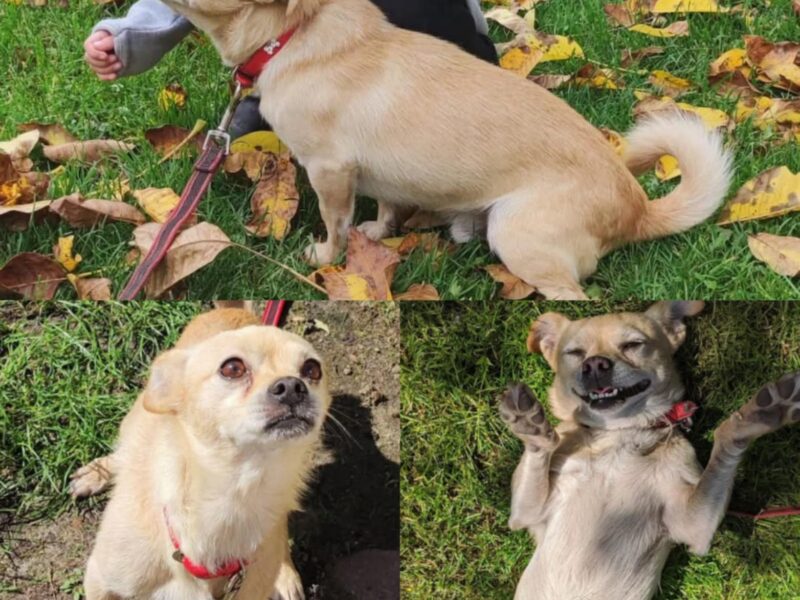 Zaginął piesek Pikuś