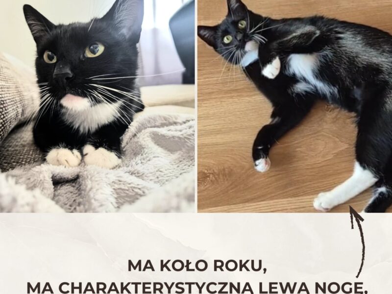 Zaginęła kotka Angela