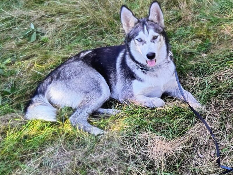 Zaginęła Luna typu Husky