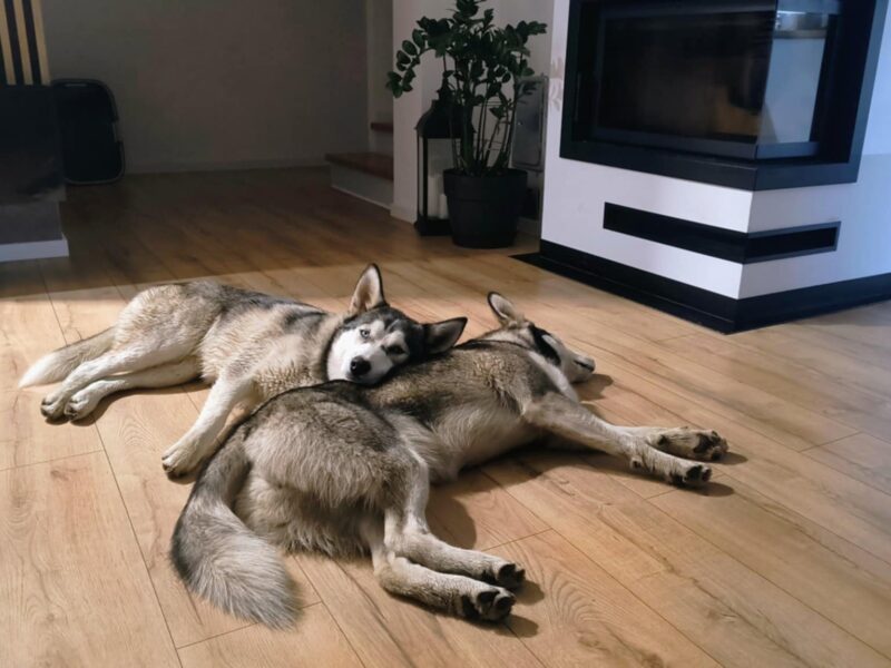 Zaginęła Luna typu Husky