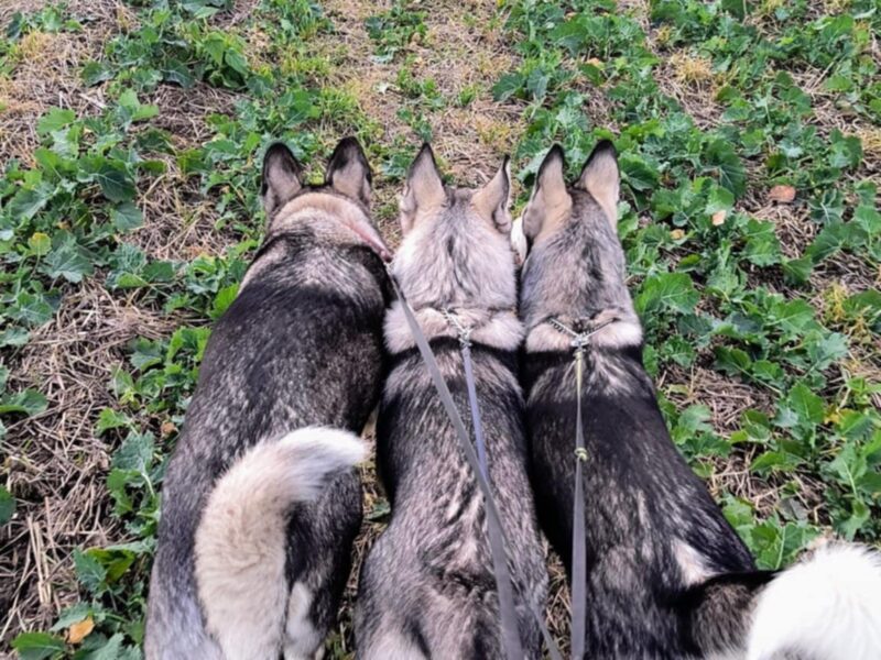 Zaginęła Luna typu Husky