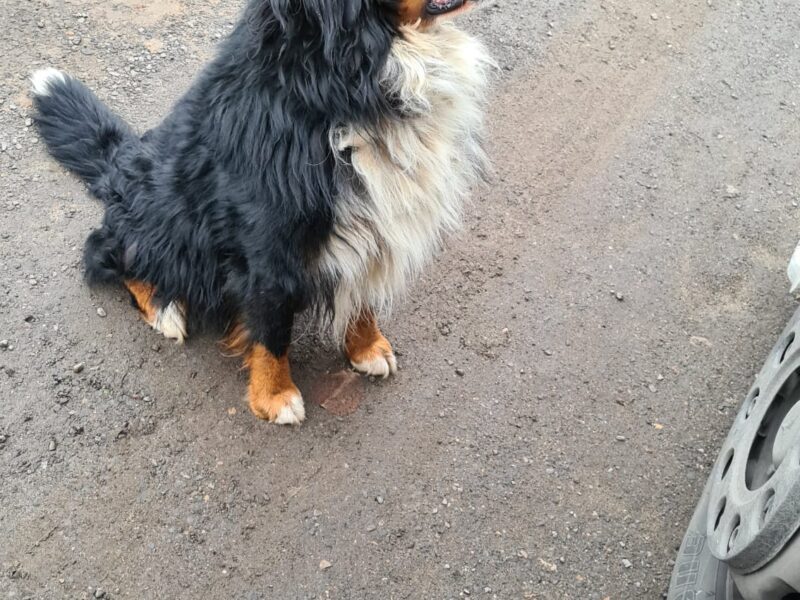 Zaginął Berneński Pies Pasterski