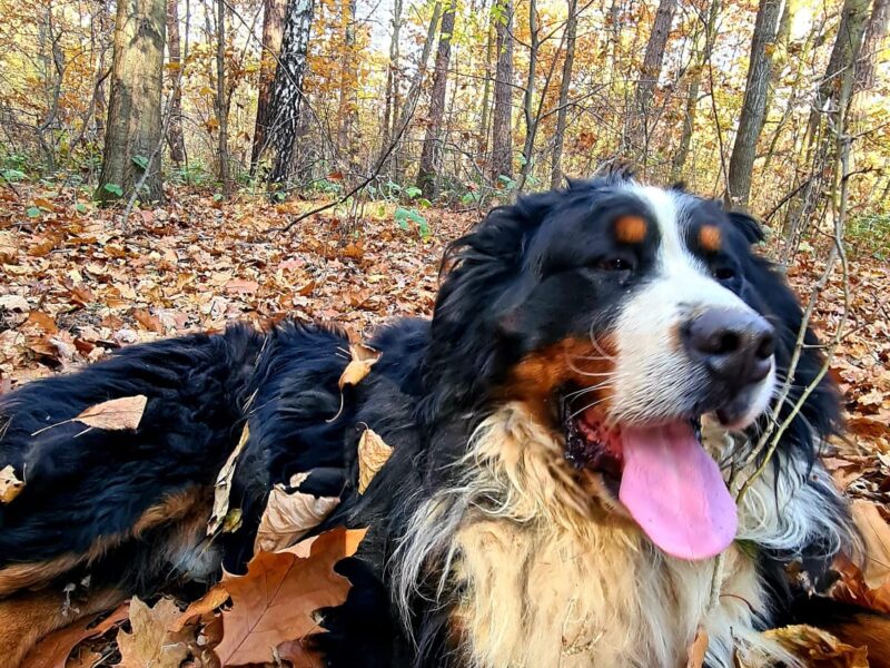 Zaginął Berneński Pies Pasterski