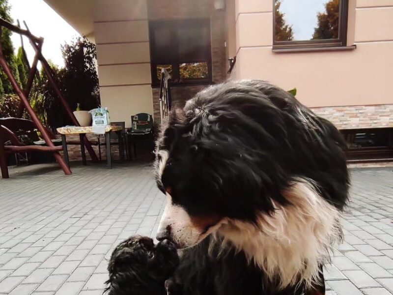 Zaginął Berneński Pies Pasterski