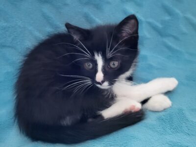 Zaginął kotek Maniek