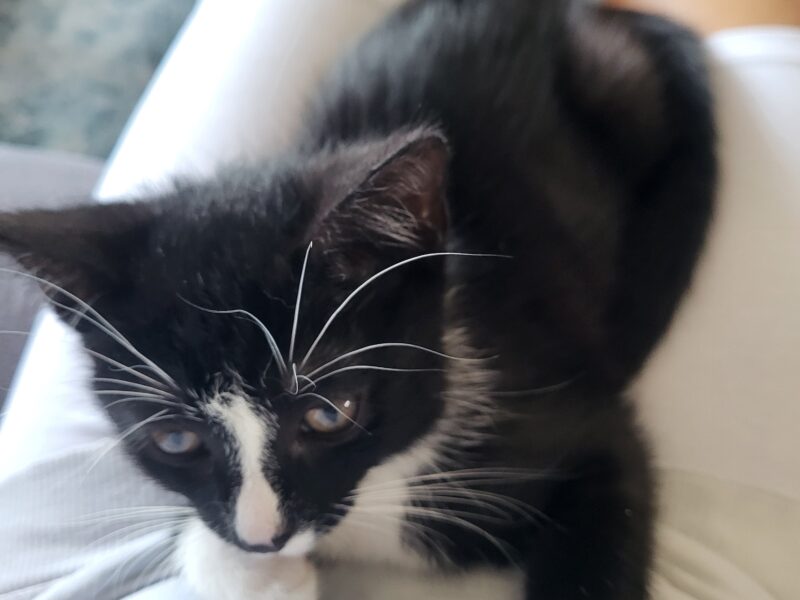 Zaginął kotek Maniek