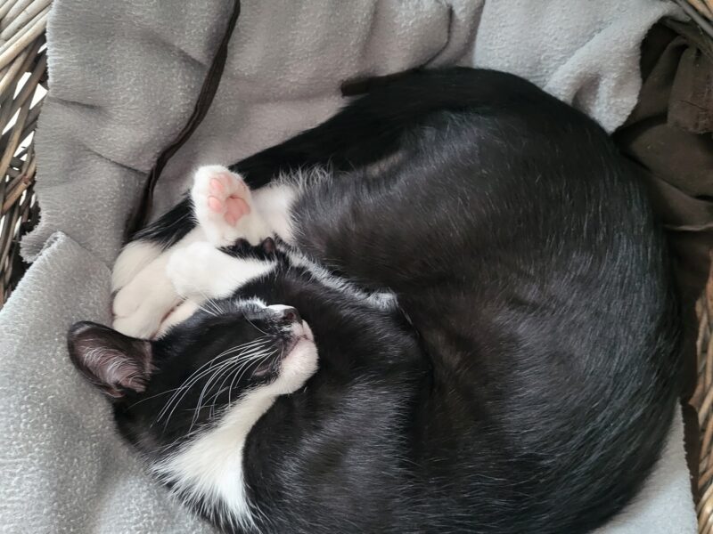 Zaginął kotek Maniek