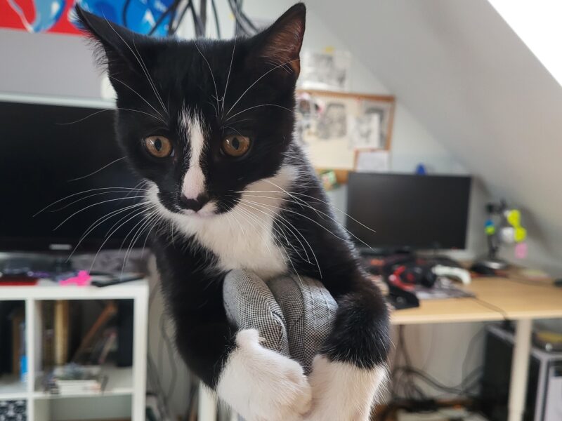 Zaginął kotek Maniek