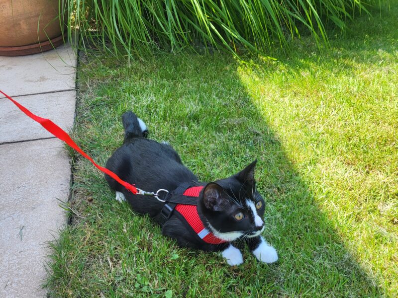 Zaginął kotek Maniek