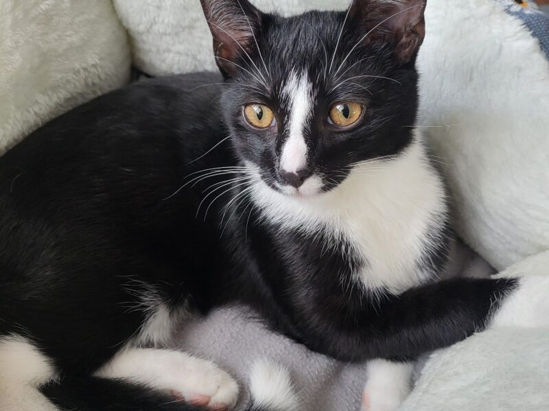 Zaginął kotek Maniek