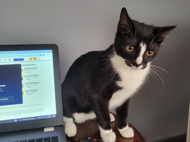 Zaginął kotek Maniek