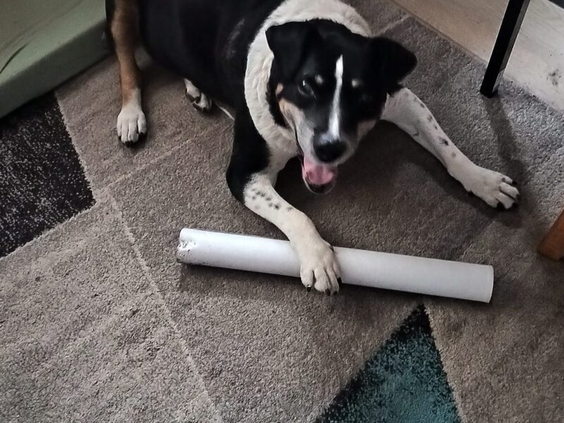 Zaginął pies Paker