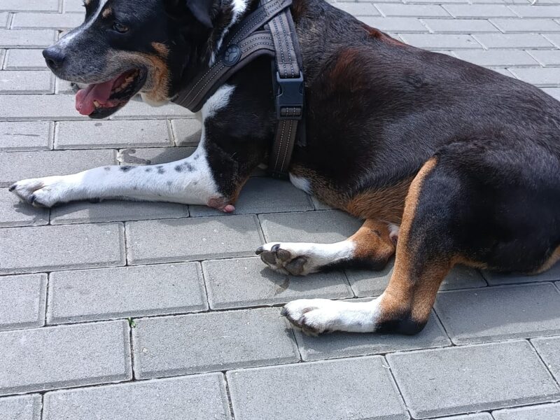 Zaginął pies Paker