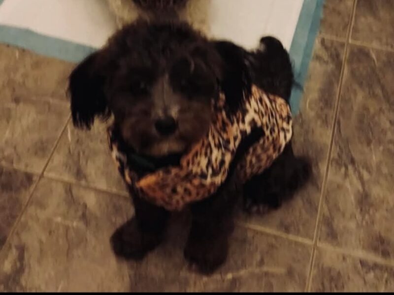 Zaginęła sunia Bella