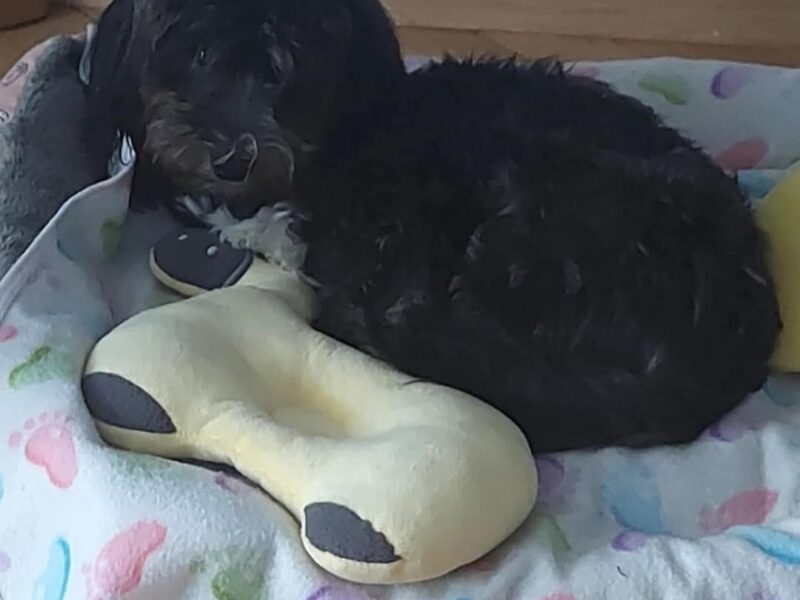 Zaginęła sunia Bella