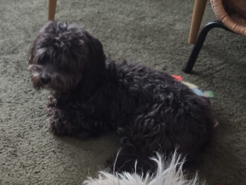 Zaginęła sunia Bella