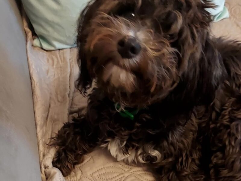 Zaginęła sunia Bella