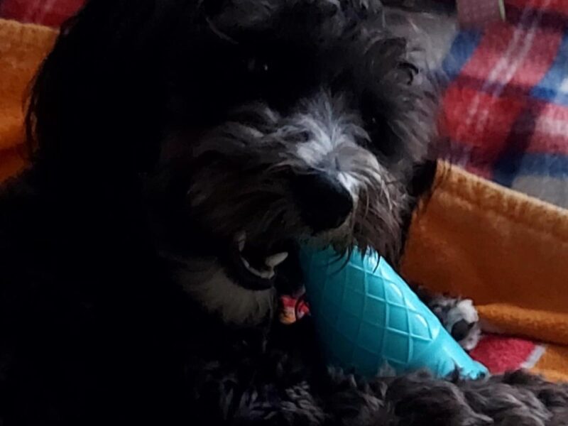 Zaginęła sunia Bella