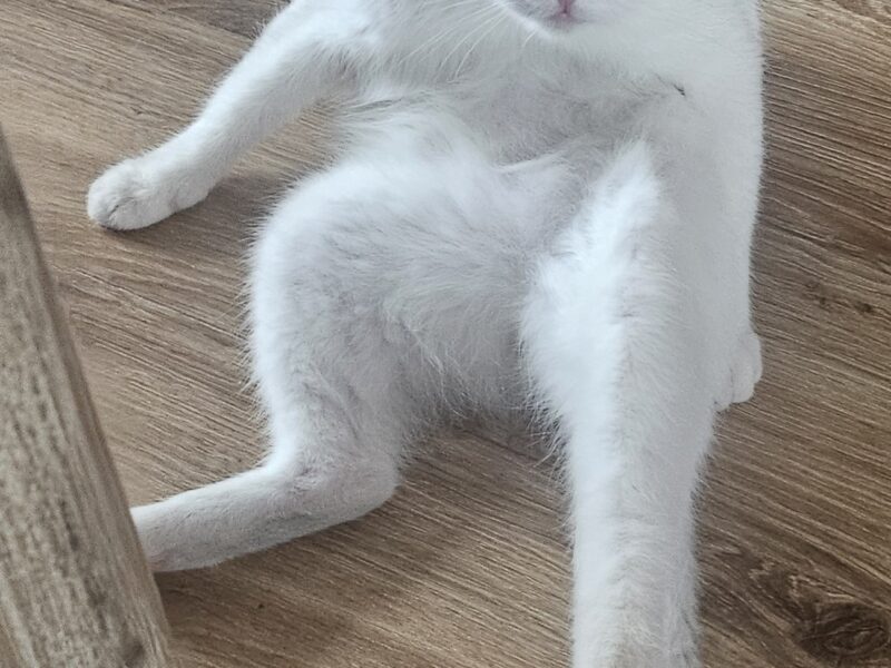 Zaginął Kocurek Kokos