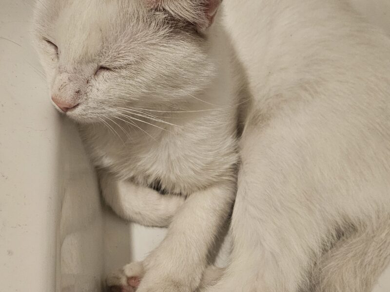 Zaginął Kocurek Kokos